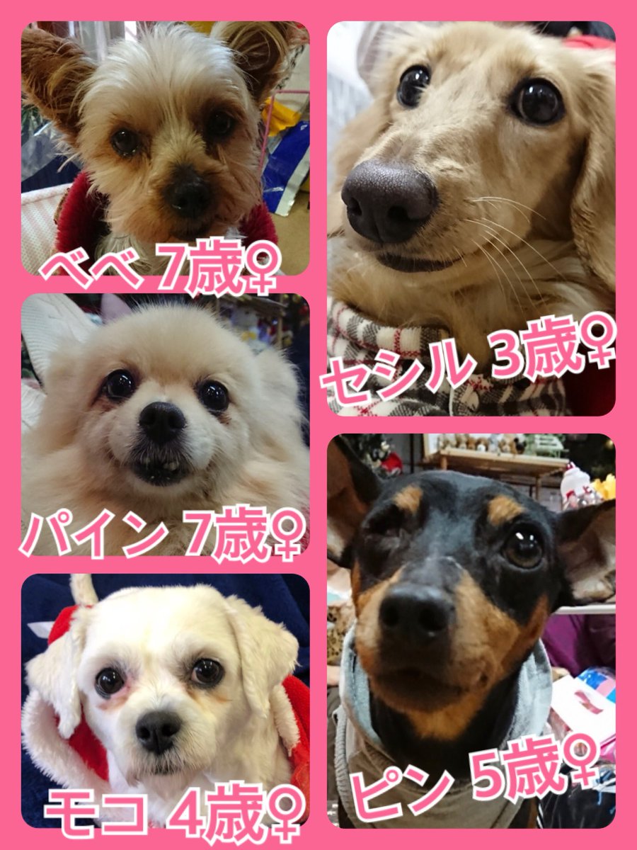 🎄今月はクリスマスミラクル月間✨今日の里親様募集中ワンコ🐶メンバーです🐾2018,12,8